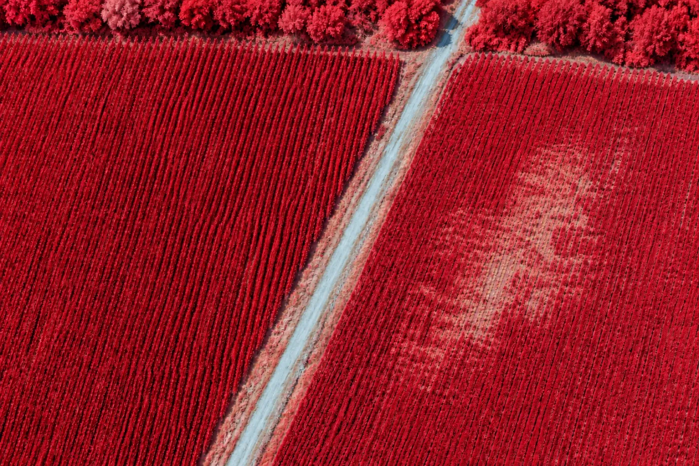 Color-infrared visualization of farm fields