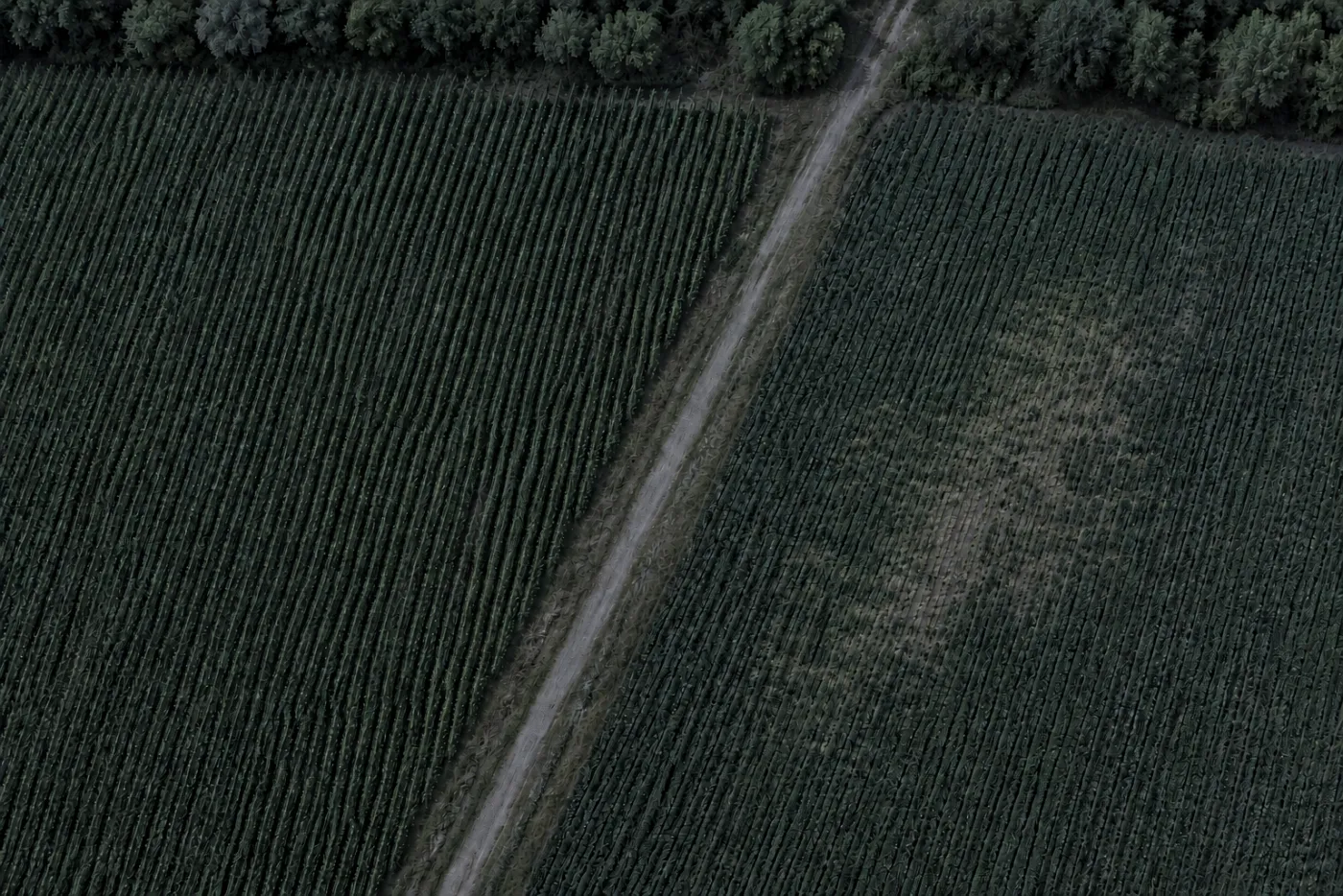 Low-light view of the same fields