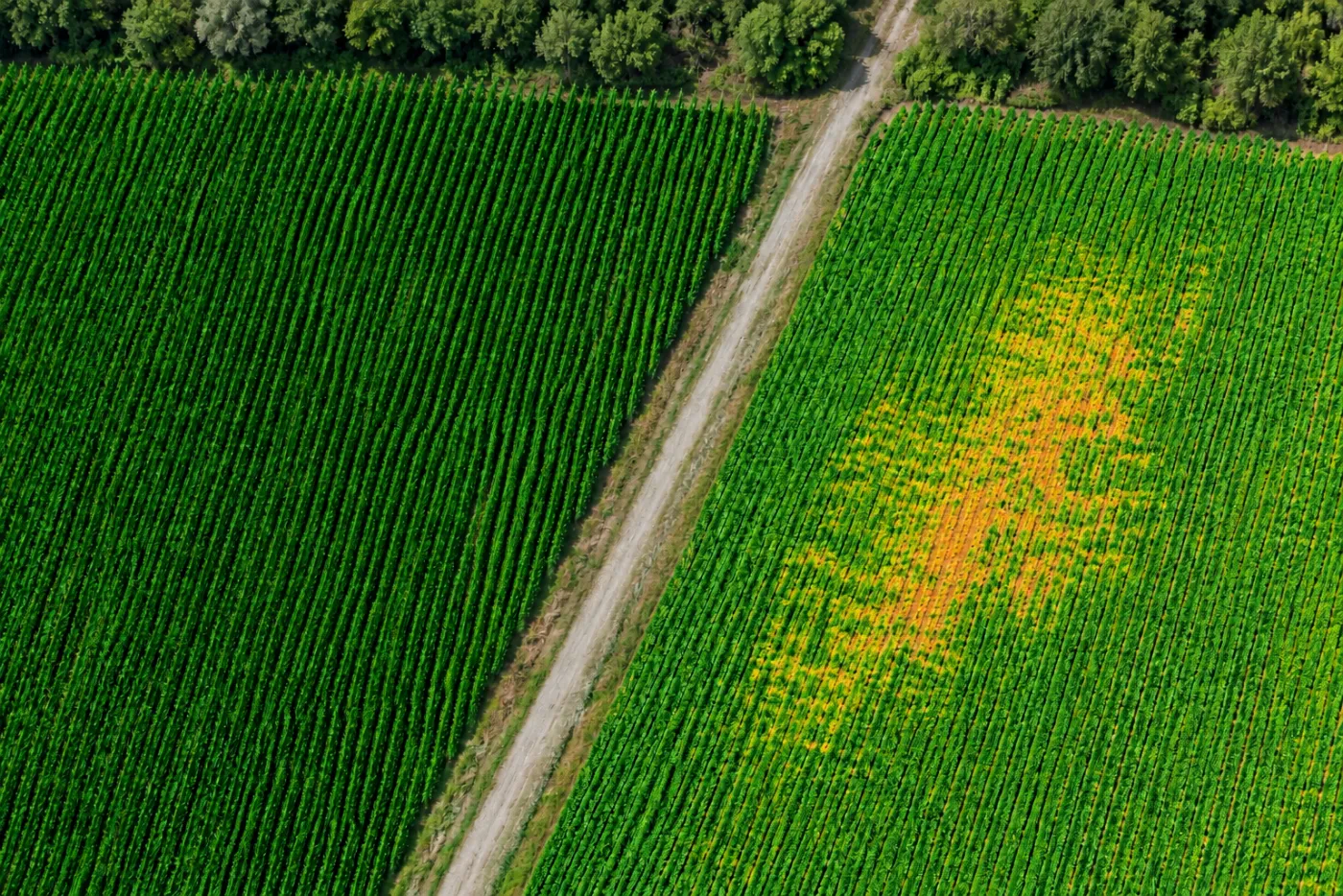 Relative vegetation-response view of the same fields