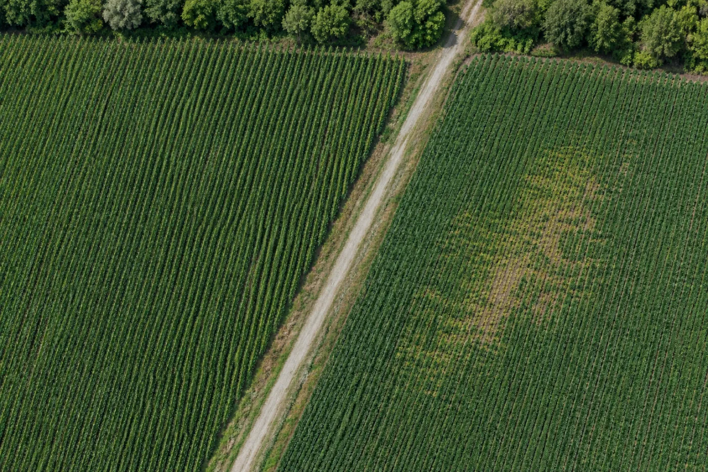 Visible color aerial view of crop fields